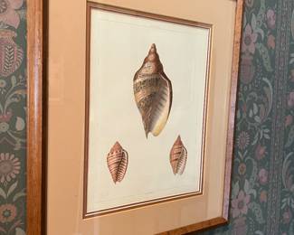 Clark, John  “ Melania”
Plate no.29 from George Perrry
Conchology or the natural history of shells  