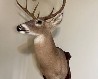 8point mounted Deer