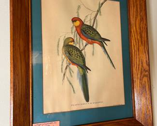 Lithograph by Gould and Ritchner “ platycercus Icterotis