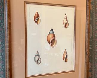 Clark, John “ Volta” plate no.18 from George Perry’s Conchology or the natural history of shells 