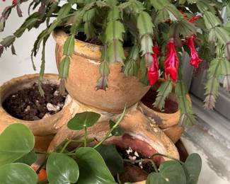 Christmas cactus and plant in large terra cotta planter