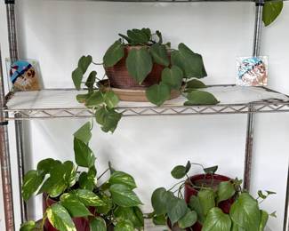 Thriving plants in crocks. Empty planters