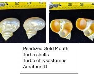 Pearlized Gold Mouth Turbo Shells