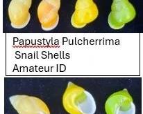 Papustyla Pulcherrima Snail Shells