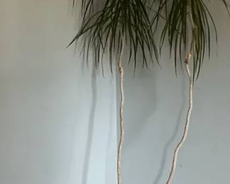 Madagascar Dragon Tree 