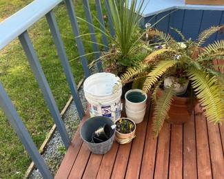 Outdoor potted plants — bulbs are coming up and ready for spring