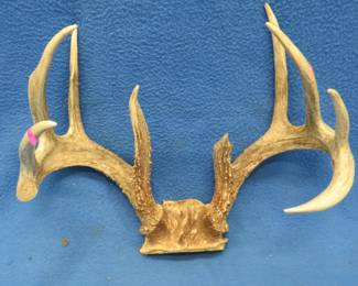 Lot 407. Whitetail deer antlers. Note two tines missing