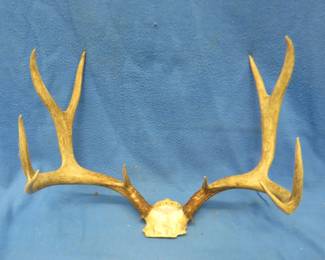 Lot 404. 10-point mule deer antlers