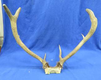 Lot 388. Elk antlers
