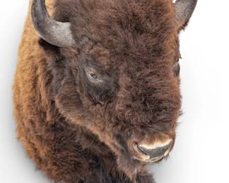 Lot 1058
Taxidermy American Bison Shoulder Mount, 20th Century