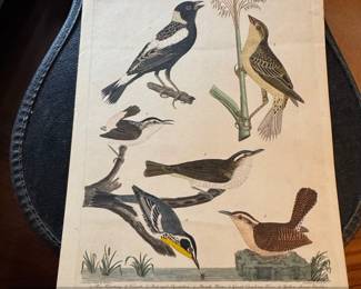 Alexander Wilson's American Ornithology Rice Bunting and other species