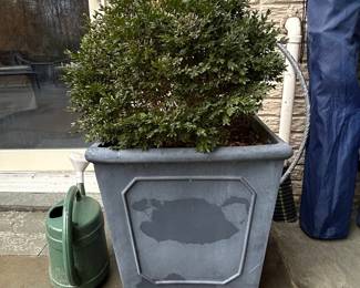 Campania International Cumberland Square Planter with Boxwood Bush