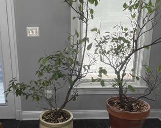 Weeping Fig Tree in Ceramic Pot