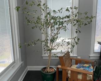 Ficus Benjamina Weeping Fig Tree in Green Pot
