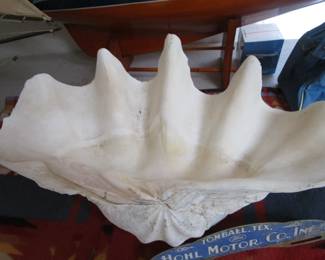 Giant clam