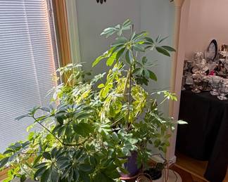 House Plants & Trees