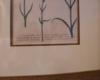 A PAIR OF Johann Weinmann 18th century, botanical engravings framed