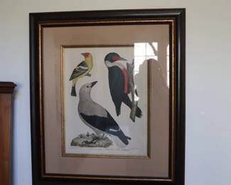Set of 9 Alexander Wilson (1766-1813) ornithological matted and framed hand colored etchings depicting birds of the US
