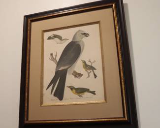 Set of 9 Alexander Wilson (1766-1813) ornithological matted and framed hand colored etchings depicting birds of the US
