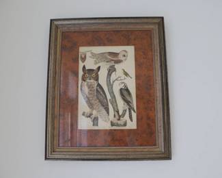 Wilson Pl. 50 Great Horned Owl; Barn O.; Meadow Mouse; Red Bat; Small-headed Flycatcher