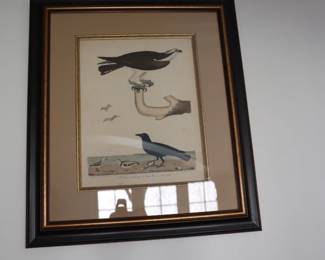 Set of 9 Alexander Wilson (1766-1813) ornithological matted and framed hand colored etchings depicting birds of the US