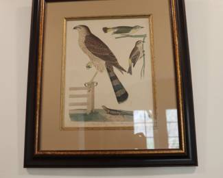 Set of 9 Alexander Wilson (1766-1813) ornithological matted and framed hand colored etchings depicting birds of the US