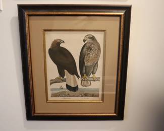 Set of 9 Alexander Wilson (1766-1813) ornithological matted and framed hand colored etchings depicting birds of the US