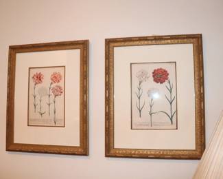  A PAIR OF Johann Weinmann 18th century, botanical engravings framed