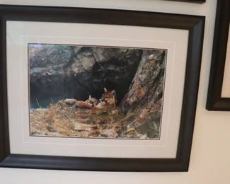 Thomas Mangelsen "Mother's Love Mountain Lions" Out of Print Photograph, Original Signed