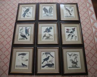 Set of 9 Alexander Wilson (1766-1813) ornithological matted and framed hand colored etchings depicting birds of the US