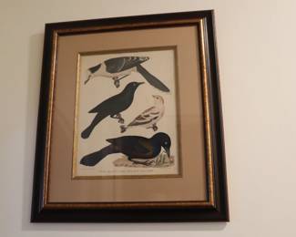 Set of 9 Alexander Wilson (1766-1813) ornithological matted and framed hand colored etchings depicting birds of the US