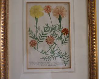 Weinmann - Marigold. 962 - 1737 Mezzotint Engraving