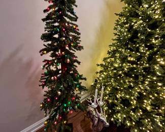 Pencil pine Christmas tree