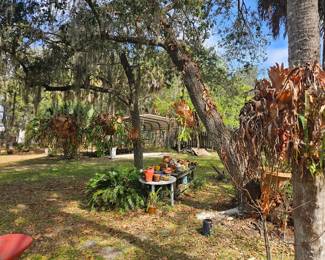 Staghorns scattered throughout the front and backyard, starting at $200 You will need a flatbed and helpers to get these down