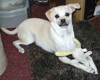 This  is Ollie our mascot. He may be there to greet you?