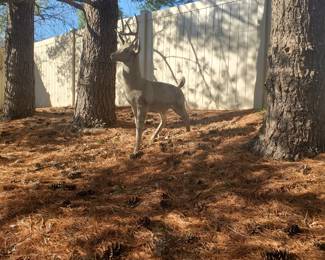 There are other cement deer figures along the back area too.