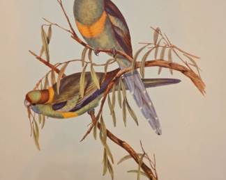 John Gould Leadbeaters Cockatoo Lithograph Prints second image
