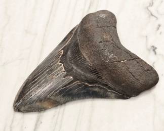 Fossilized Megalodon Shark Tooth