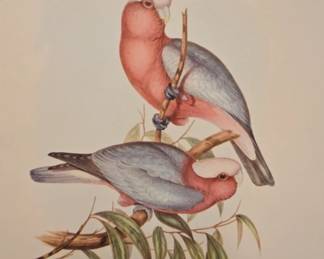 John Gould Leadbeaters Cockatoo Lithograph Prints fifth image