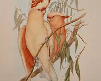 John Gould Leadbeaters Cockatoo Lithograph Prints fourth image