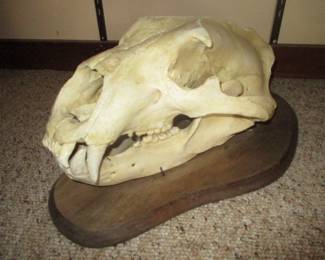 Large Taxidermy Skull