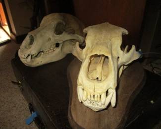 Large Taxidermy Skull