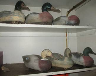 Decoy Ducks