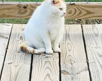 Houdini the cat is available. He needs a good home. 