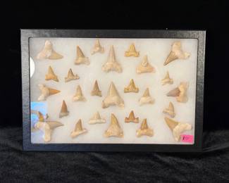 Showcase of sharks teeth