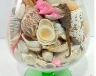 Lovely Shells