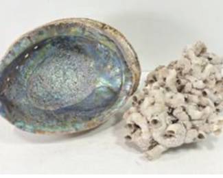 Abalone Shell n Worm Coral