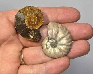 1 Opalized Ammonite Fossil Matching Halves