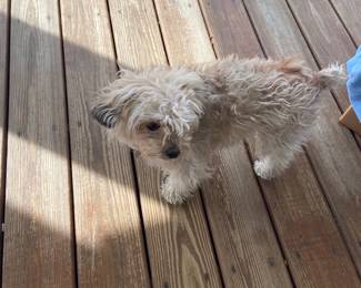 Girlie not die sale - she loves her community please use caution while driving she loves to visit and roam.