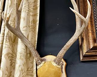 Mule deer cap mount number two